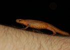 Red_Spotted_Newt