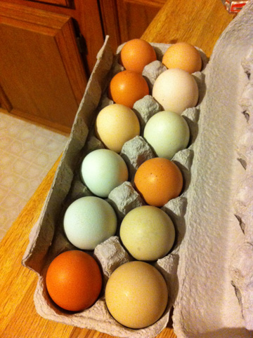Free Range, Local eggs from Portugee Coop